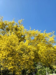 yellow tree in bloom