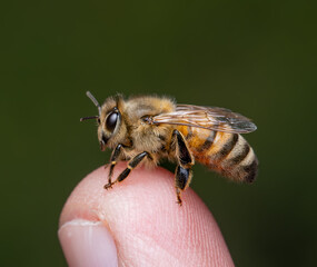 Western Honey Bee on finger