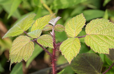 wineberry foliage