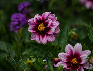 Obraz premium Close-up photo of a stunning dahlia flower in full bloom. The deep petals contrast beautifully with the lush green foliage in the background, creating a vibrant and captivating image