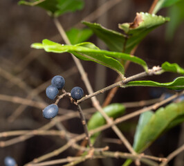 privet berries