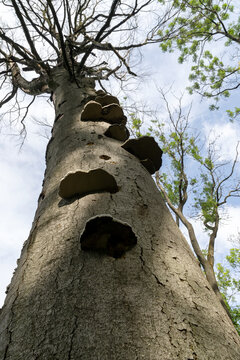 Fungus growing on dead tree, low angle view