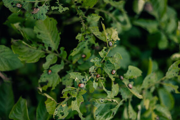 Colorado bugs on potato leaves, decaying potatoes, concept of lack of food, hunger disaster