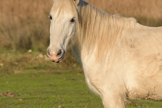 portrait of white horse looking at camera,