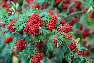 Branches of mountain ash with ripe berries. Autumn, rowan tree. Natural background