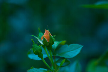 Close-up of a young orange rosebud	Close-up of a young orange rosebud	A delicate young orange rosebud surrounded by green leaves against a blurred blue-green background, capturing the beauty of nature