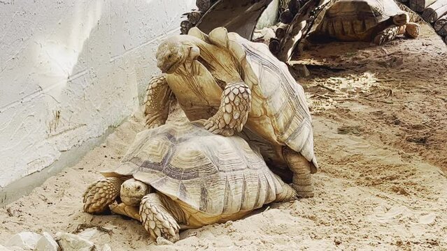 Close up 4K of two African spurred tortoises, sulcata, are breeding during mating season in zoo which is important for conservation and  protection of these incredible creature, endangered species.
