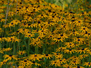 A close-up of bright yellow Black-eyed Susan flowers with a blurred green background accentuating the floral subjects