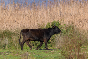 Bull, side view of brown elongated bull looking intently in the meadow