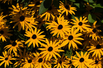 A close-up of bright yellow Black-eyed Susan flowers with a blurred green background accentuating the floral subjects