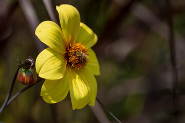 A close-up of a vibrant yellow flower with delicate petals, featuring a bee gathering nectar in natural sunlight