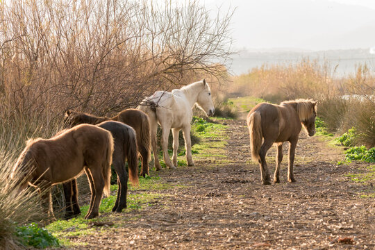 herd of horses grazing on the banks of the river