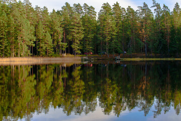 Obraz premium .reflection of trees in water on reedy lake shore in autumn