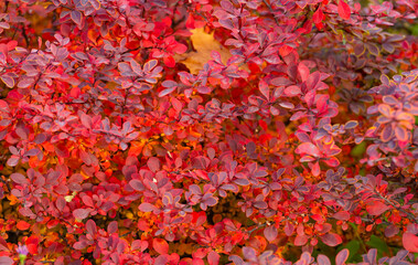 red autumn season leaves nature background of barberry