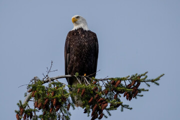 Bald Eagle Perched On Tree