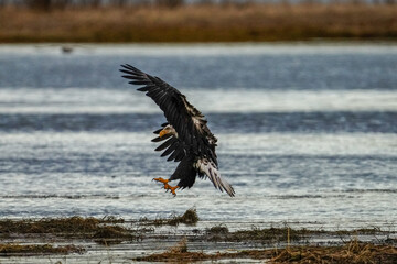 Bald Eagle Landing