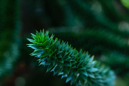 Der Affenbaum, Araucaria - Exotische Baumart mit einzigartigem Charme"