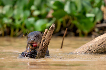 giant river otter