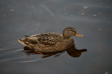 beautiful brown duck in outdoor park lake in autumn