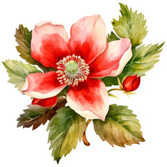 Watercolor Christmas rose botanical art. Red floral illustration on white background.
