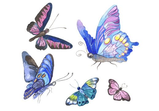 Watercolor painted butterflies. Hand drawn design elements isolated on white background.