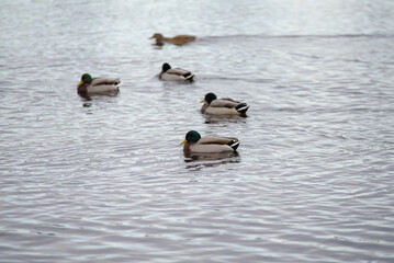 beautiful spotted ducks in outdoor park lake in autumn