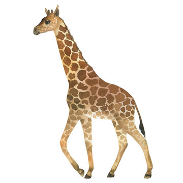 Watercolor illustration of giraffe. Hand drawn, isolated. Suitable for decorating a children's room design