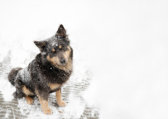 Brown dog looking funny with snow all over her face. Winter weather, snow on the ground.
