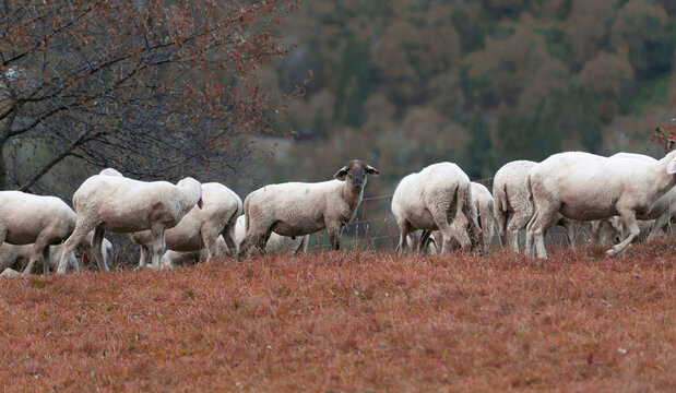 valle, val palot, iseo, lombardia, boschi, montagna, alberi, foliage, verde, panorami, scorci, animali, pecore, montone, caprone, corna, pascolo, gregge, prati,alberi