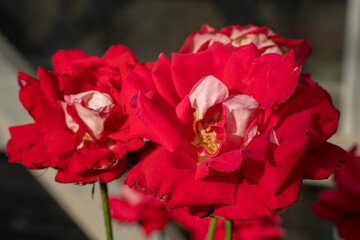 島田市バラの丘公園のバラ