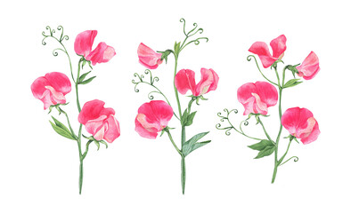 Big watercolor set of Sweet peas flowers. Sprigs of sweet peas. Mini bouquets. Hand drawn illustrations isolated on transparent.