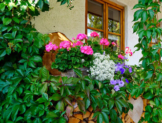 rustic alpine Bavarian farmhouse with a traditional pile of firewood and colorful flowers in the Bavarian alpine village Schwangau in the German Alps, Bavaria, Germany