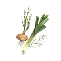 Watercolor composition with onions and dill. Hand-drawn botanical illustrations on an isolated background, It can be used in printing design, for postcards, wallpaper, fabrics, menu.