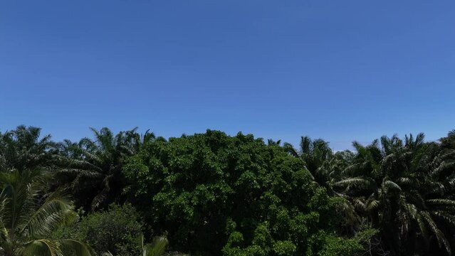 VISTA A&Eacute;REA PRAIA DO NORTE ILH&Eacute;US BAHIA