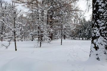 The first snowfall in the city park. White fluffy snow covered the sidewalks and trees