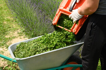 The gardener pours freshly cut grass from the basket into the wheelbarrow.