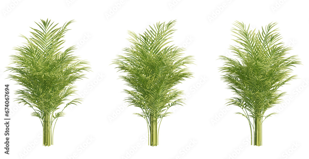 Aufkleber set of palm trees, 3d rendering with transparent background