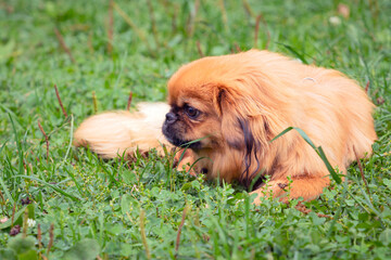 Young funny Pekingese playing on a green field..
