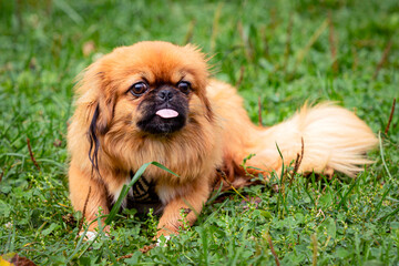 Young funny Pekingese playing on a green field..
