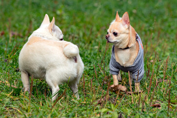 Naklejka na ściany i meble Two Chihuahua dogs play on a green field.