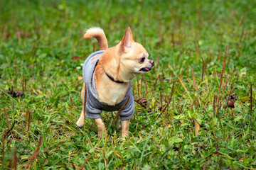 Chihuahua dog playing on a green field..
