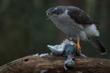Northern Goshawk with prey
