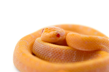 Beauty rat Snake isolated on white background