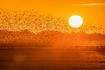Beautiful large flock of starlings at sunset. A flock of starlings birds fly in the Netherlands....