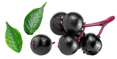 Collection of elderberries and green leaves isolated on a white background. Sambucus. European black elderberry.