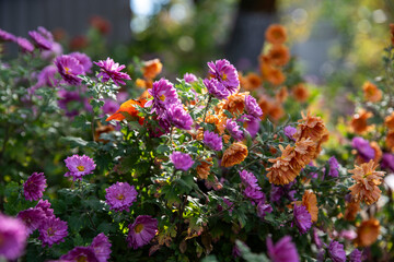 morning flowers autumn
