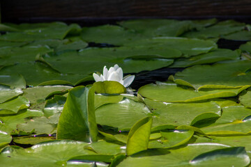 Lillies in water