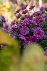 Obraz premium purple autumn flowers