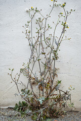 Half-dried Plant in Front of a Wall
