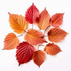 Autumn leaves on isolated white background